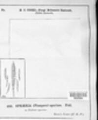 Leptosphaeria galiorum image